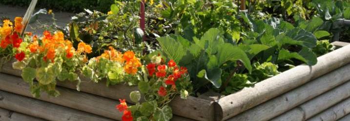 Garten statt Supermarkt: Mit Hochbeeten zum Selbstversorger